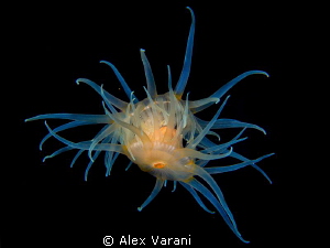 Anemone in love (Nemanthus sp.).
Shot in open water next... by Alex Varani 